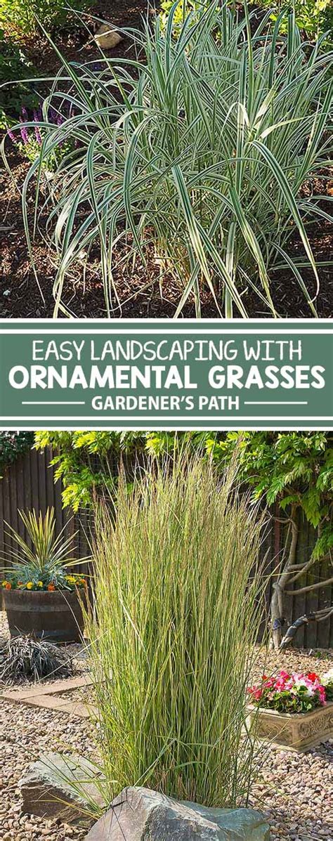 Easy Landscaping With Ornamental Grasses Gardener S Path