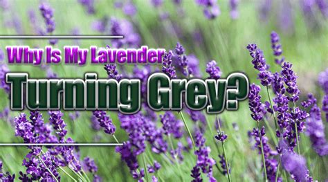 Why Lavender Is Turning Grey Farmer Planting