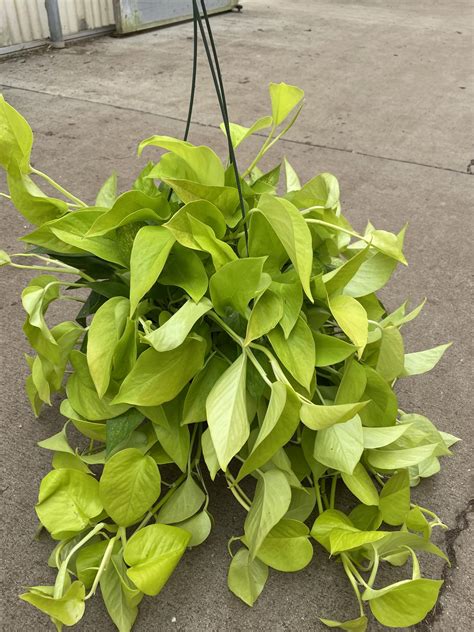 Philo Neon Hb Tri State Foliage In House Availability