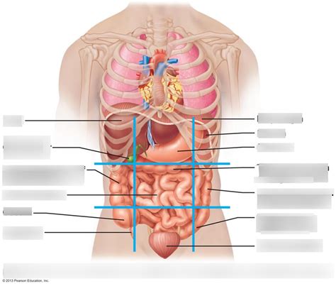 Anatomical Regions Specific Organs Diagram Quizlet