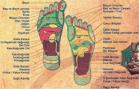 Ayaktaki Belli Noktalara Uygulanan Dokunu Larla T M Uzuvlar Tedavi