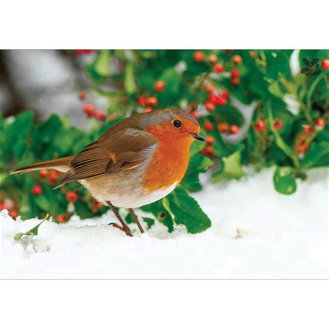 Box of 20 National Trust Birds & Wildlife Charity Christmas Cards ...