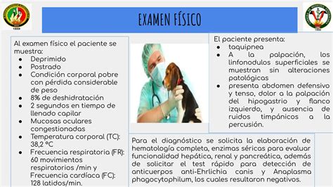 Insuficiencia Renal Cr Nica En Caninos Pdf