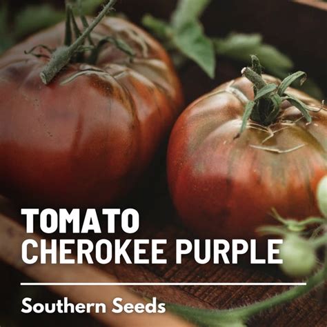 Cherokee Purple Cherry Tomato Etsy