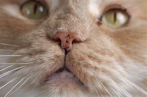 A Guide To The Cat Nose Color Chart