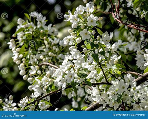 Ramas De Un Manzano Floreciente Con Hermosas Flores Blancas Foto De