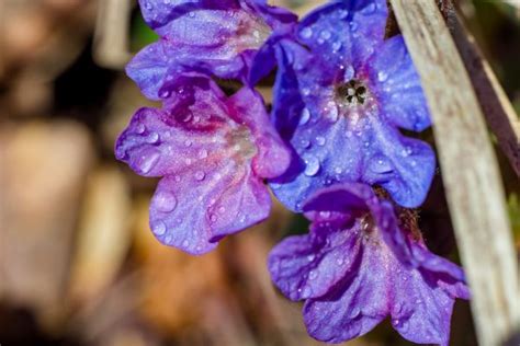 Free Images Flowers Wild Field Purple Blue Saturated Background