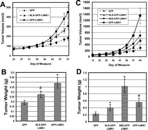 Expression Of Nuclear Restricted Nls Gfp Limk Cytoplasmic Restricted