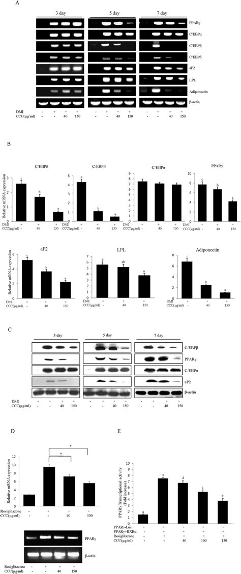 Ccc Down Regulated The Expression Of The Main Adipogenesis And