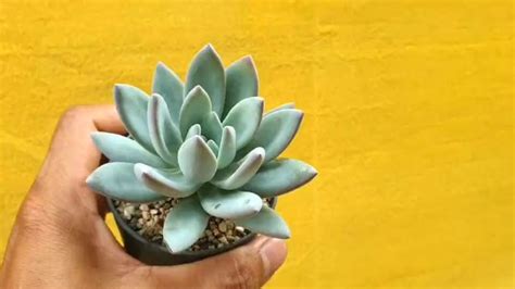 Graptoveria Silver