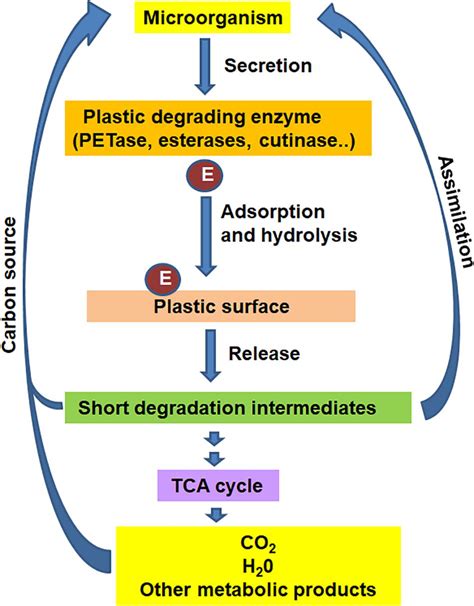 Frontiers Microbial And Enzymatic Degradation Of Synthetic Plastics