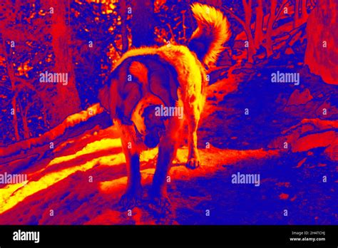 Himalayan Stray Dog Scanning The Animals Body Temperature With A