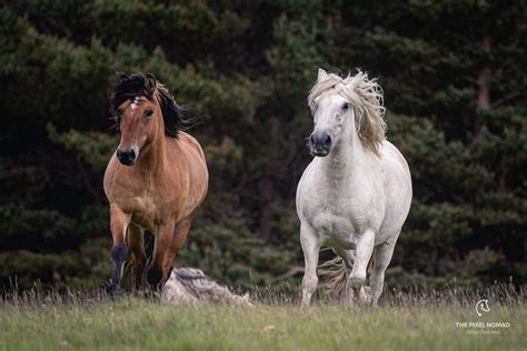 Highland Pony — The Pixel Nomad