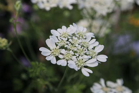 White Lace Flower Info – Learn How To Grow White Lace Flower Plants | Gardening Know How