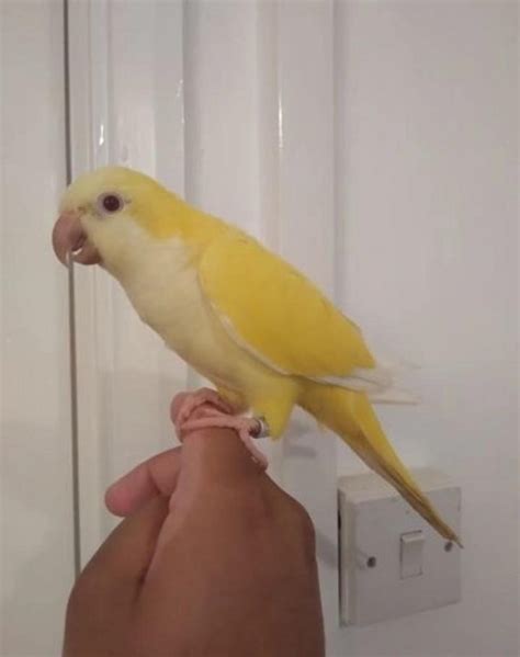 yellow male quaker parrot for sale – Online Bird Auctions