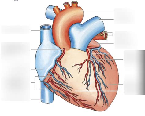 Onderdelen Hart Buitenaanzicht Diagram Quizlet