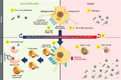 Monocytes And Hla Dr Function During Sepsis Normalhealthy Left 1