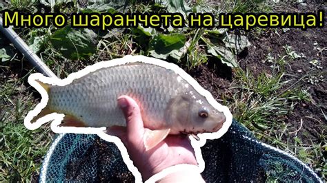 Риболов на шаран №1 Много шаранчета на царевица от платен водоем! - YouTube