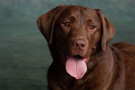 Chocolate Labrador Pictures - PetsWall