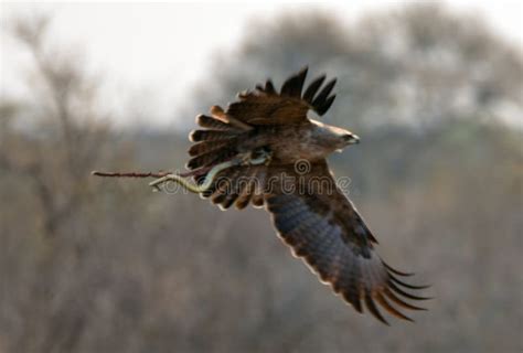 Snake Eagle Circaetus Gallicus In Flight With Snake In Krueger