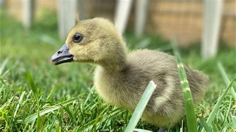 Relaxing Sounds Of A Toulouse Gosling Named Nugget Youtube