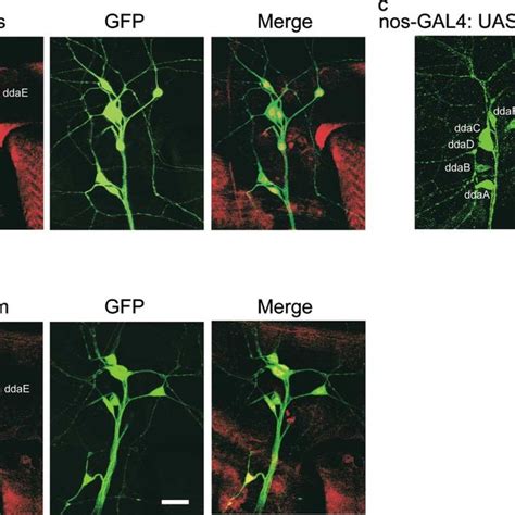 Expression Of Nos And Pum In Dendritic Arborization Neurons Of The