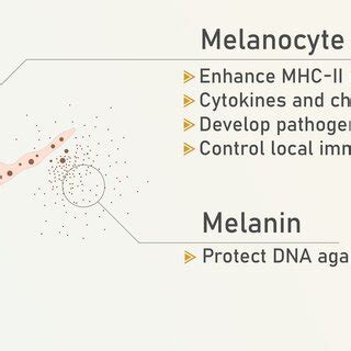 Melanocyte’s function in skin immunity. Melanocytes produce melanin... | Download Scientific Diagram