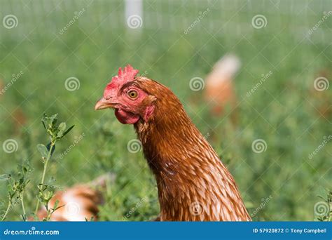 Red Sex Link Chickens Stock Photo Image Of Neadow Raised