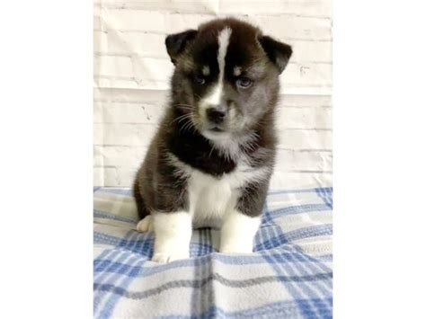 Huskimo Small Animal Black White Id4211 Located At Petland Hilliard