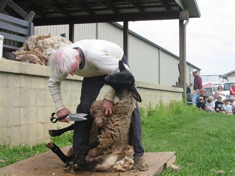 2003 Manual Sheep Shearing With Old Fashioned Clippers A Photo On