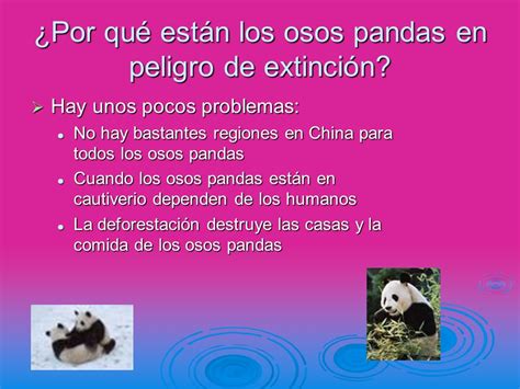 Introducir 101 Images Informacion De Peligro De Extincion Del Oso