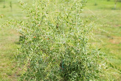 Goji Beeren Ernten Anbau Pflege Der Pflanze