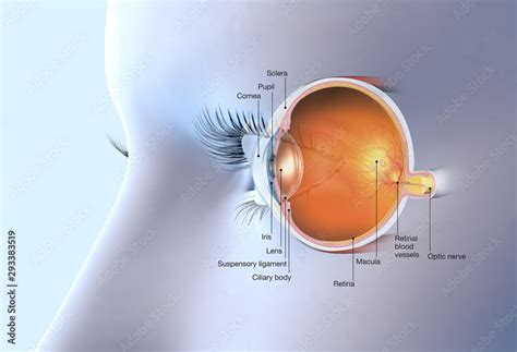 Healthy human eye anatomy, medically 3D illustration Stock Illustration ...