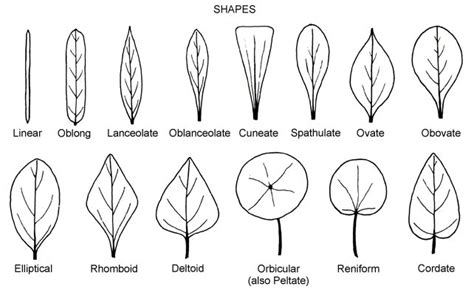 Leaf shape - Glossary - eFlora: Vascular Plants of the Sydney Region - The University of Sydney