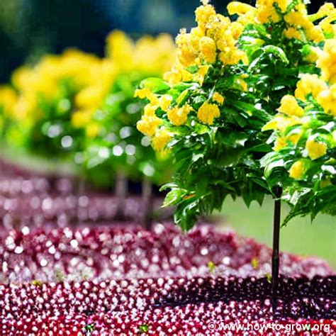 10 Expert Tips On How To Successfully Grow Bing Cherry Trees