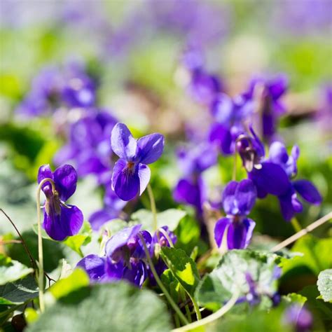 Flores De Primavera Madera Violeta Viola Odorata Perro Violeta Salvaje