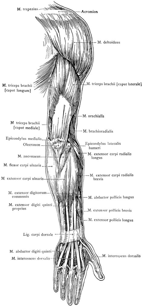 muscles of the arm and forearm figure 6-10 - ModernHeal.com