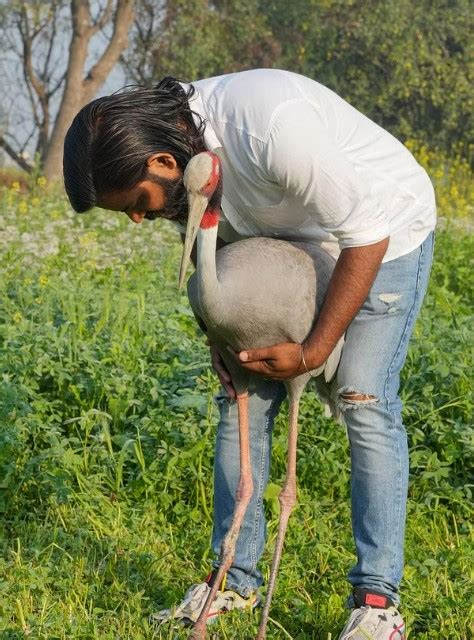 Here S The Story Of A Sarus Being Separated From A UP Man