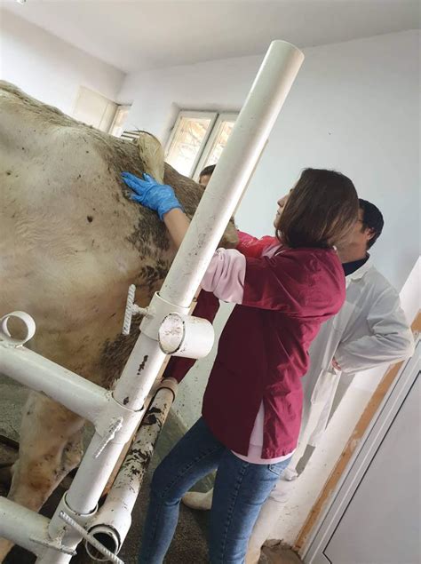 Rectal Examination On A Cow Projekte