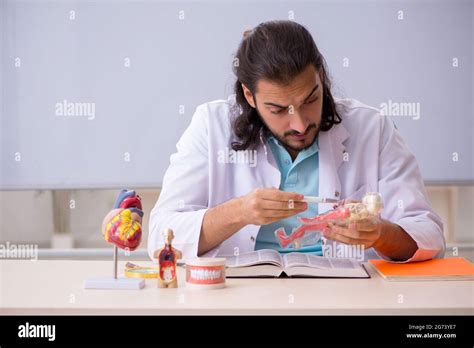 Young Student Studying Human Anatomy Stock Photo Alamy