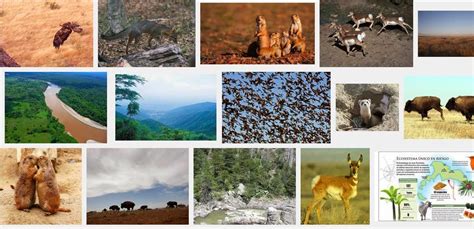 Flora Y Fauna De Chihuahua
