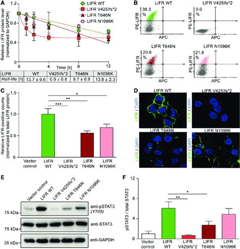 Identified LIFR Mutations Cause Decreased Protein Stability And Cell