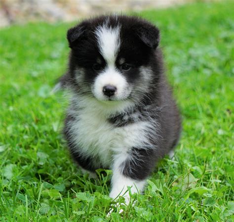 Mini Pomsky For Sale Sugarcreek Oh Female Sandra Ac Puppies Llc