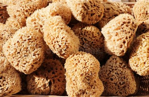 Brown Natural Greek Sea Sponge Stock Photo Image Of Purity Brown