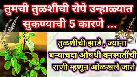 आता कधीच सुकणार नाही तुमची तुळसनेहमी हिरवीगार राहील Tulsi Plant Vastu Tips Swamikiran Youtube