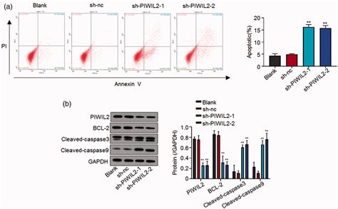 Piwi Like Rna Mediated Gene Silencing Piwil2 Knockdown Induces