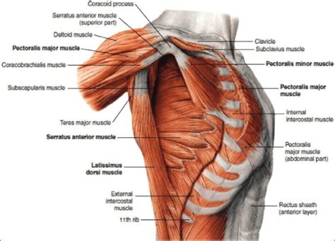 Latissimus Dorsi - Human Anatomy