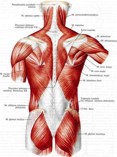 #Muscles #Anatomy & #Physiology #Health #Fitness #Training #Muscle # ...