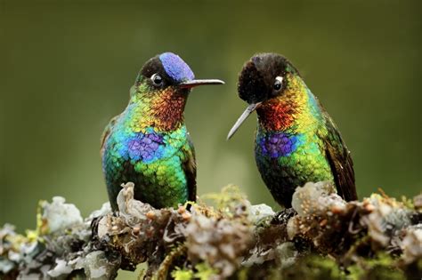 15 Strange And Beautiful Hummingbird Species - Amazing Nature