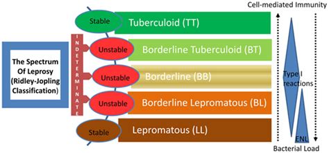 Frontiers Emerging Concepts Of Adaptive Immunity In Leprosy